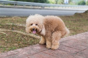 A tan-furred dog squatting