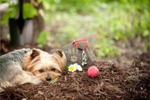 A Yorkshire terrier laying near a pet memorial