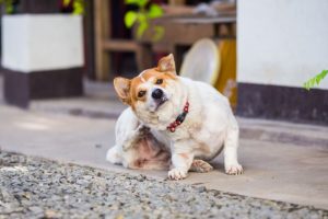 An older dog scratching an itch