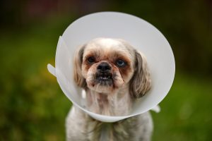 A dog wearing a surgical cone