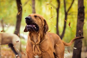 Pet Allergy -- Dog Sneezing