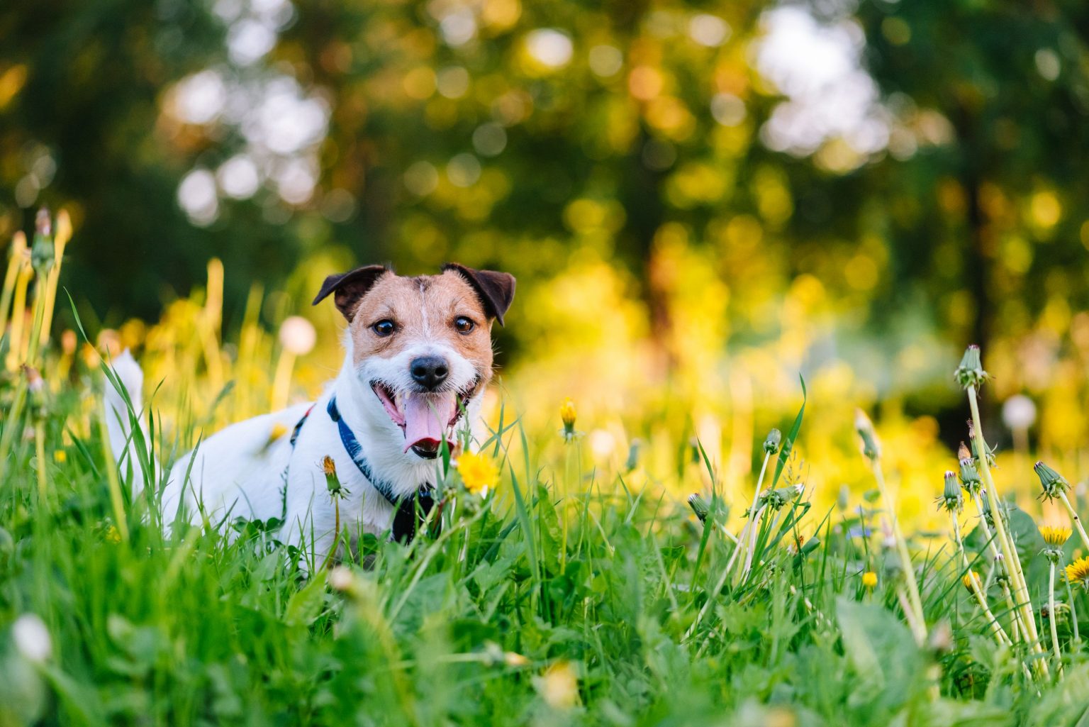 if-your-dog-has-a-pollen-allergy-would-you-know-parkside-animal