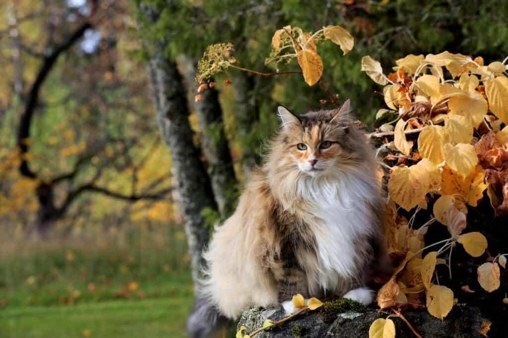 cat sitting in a tree surrounded by autumn leaves.