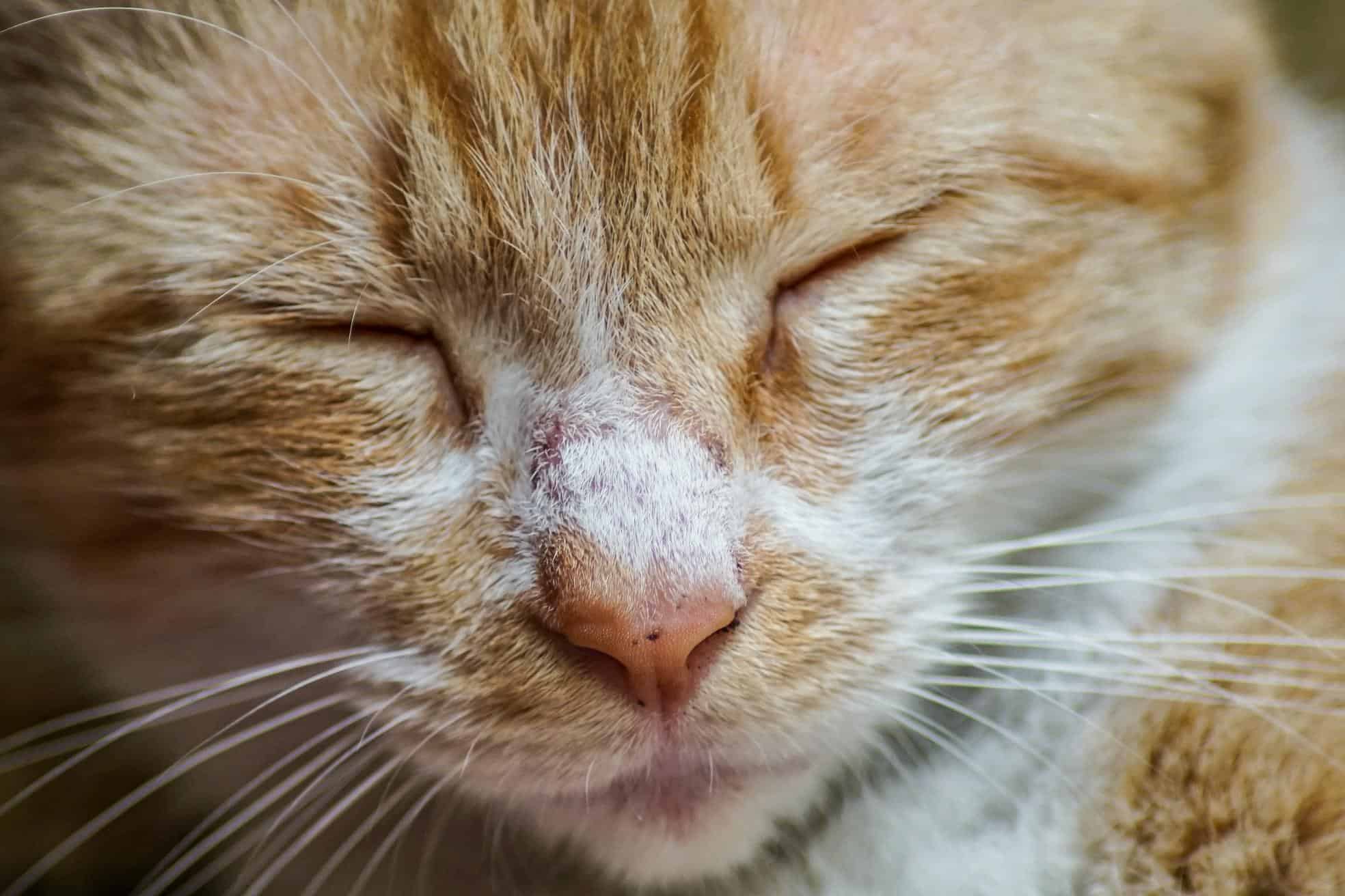 Rhinitis and Sinus Infections in Cats | Parkside Animal Hospital ...