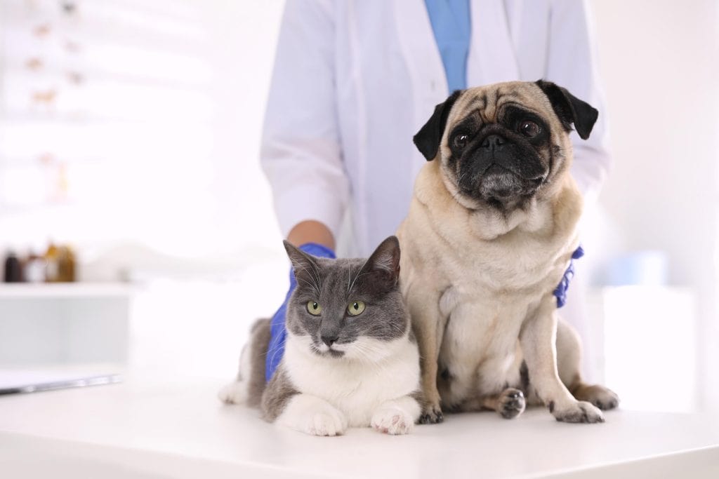 dog and cat in vet office.