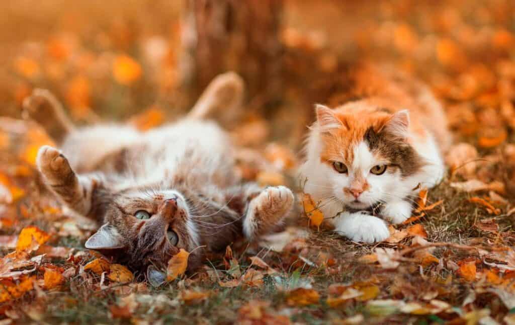 two cats in leaves laying down