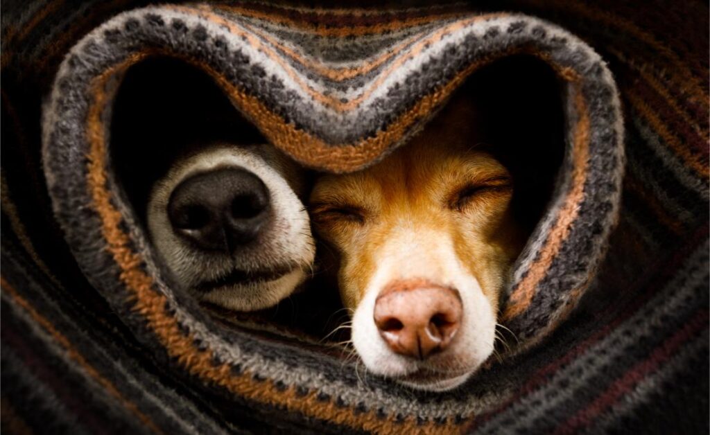 dogs bundled up under blanket.