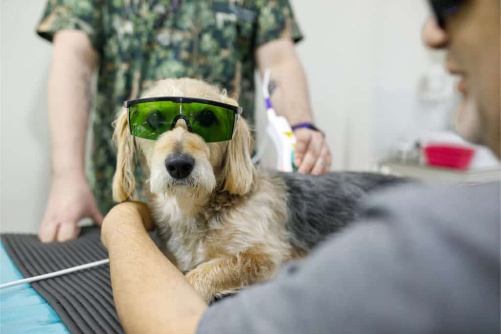 Benefits of Laser Therapy for Pets 