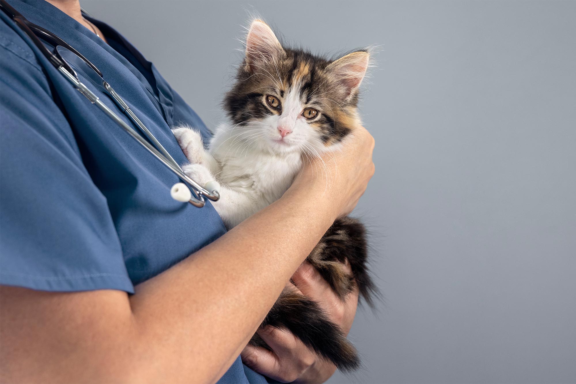 veterinarian examing a cat